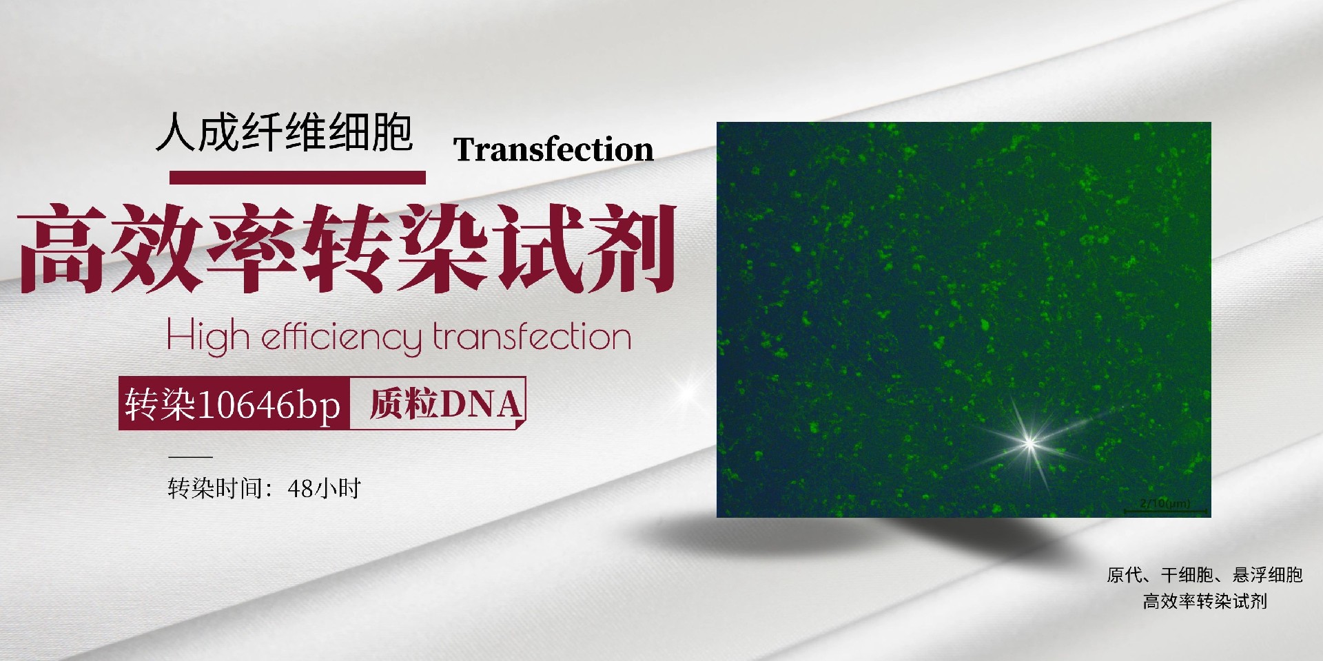 人牙龈成纤维细胞转染质粒DNA.jpg