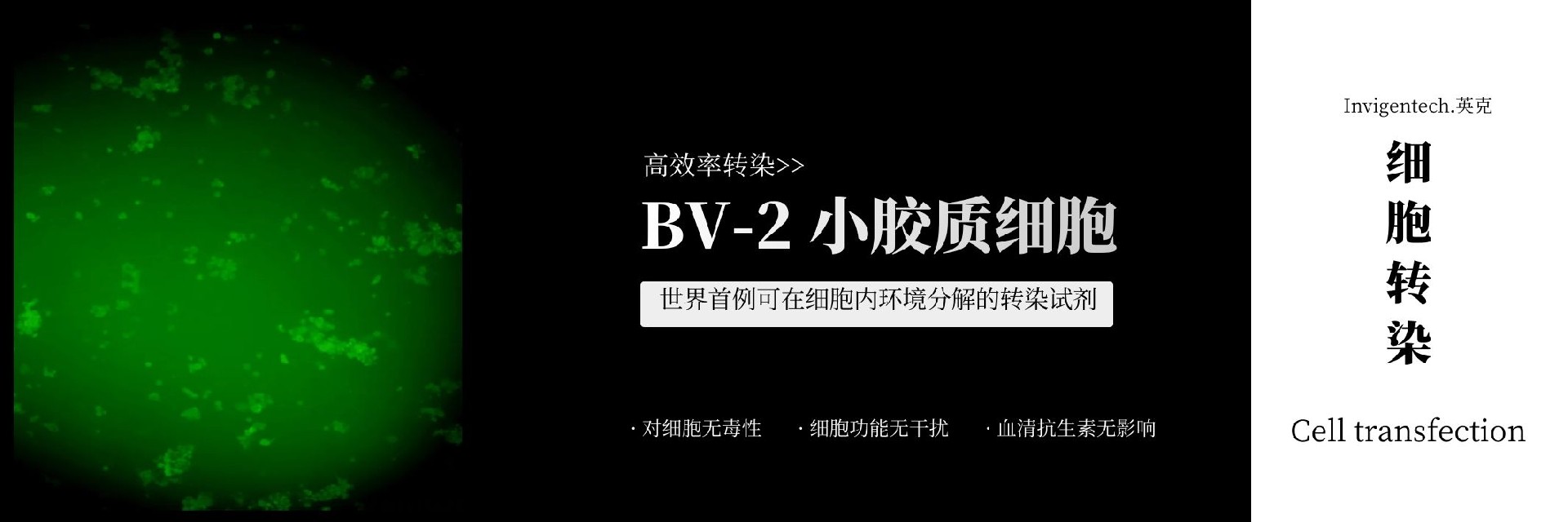 invigentech bv-2转染.jpg