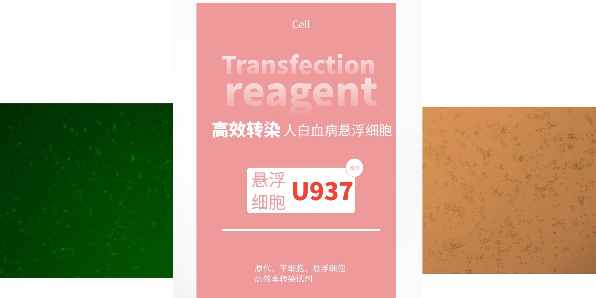 U937白血病悬浮细胞.jpg