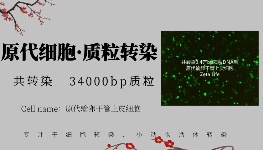上皮原代细胞共转染3种质粒3.4万bp.jpg