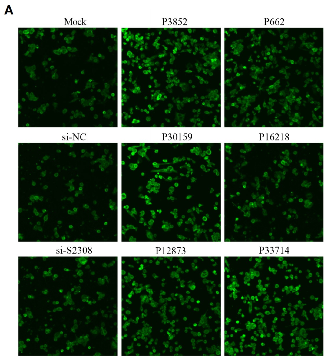 图3A HP-1细胞转染siRNA靶向lncRNAs sirna.jpg